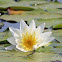 Water Lily