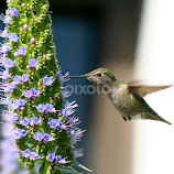 HUM by Cheri Bryan -  