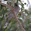 Little wattlebird