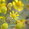 Yellow Sneezeweed or Bittterweed