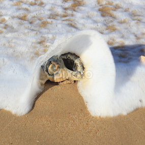 a shell at the beach today by Yvonne Delahaye - Nature Up Close Sand