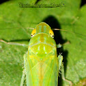 Leafhopper