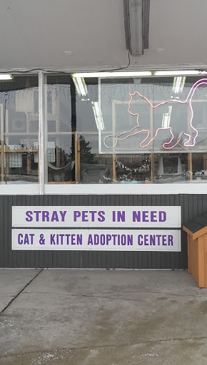 Stray Pets in Need