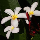 Frangipani