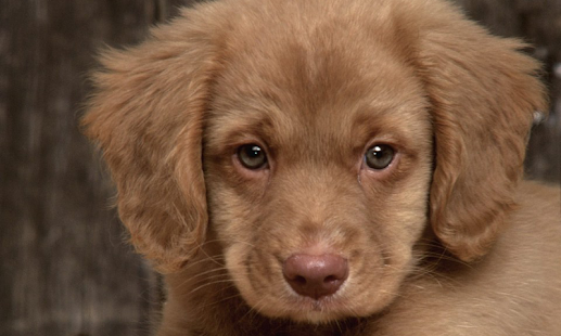 Lastest Cute Dogs Wallpapers APK