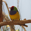 Gouldian Finch