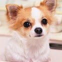 Lovely Puppy Wallpaper logo