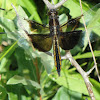 Widow Skimmer (Female)