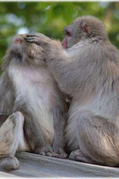 Japanese macaque Puzzle poster 4