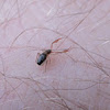 pseudoscorpion  (moss-scorpion [ruff trans. common name here])