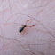 pseudoscorpion  (moss-scorpion [ruff trans. common name here])