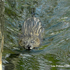 Muskrat