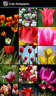 Tulip Wallpapers(圖2)-速報App