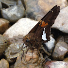 Silver-spotted Skipper