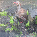 red legged partridge