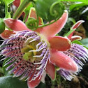 Winged-stem Passionflower