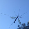 Mosquito Hawk, Crane Fly, May Fly, Skeeter Eater, Daddy Longlegs
