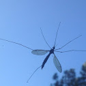 Mosquito Hawk, Crane Fly, May Fly, Skeeter Eater, Daddy Longlegs