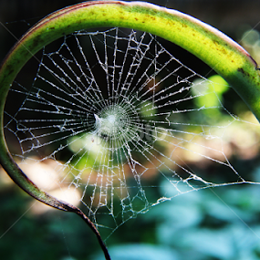 spider web by Ad Har - Nature Up Close Webs