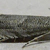 Ragweed Borer Moth