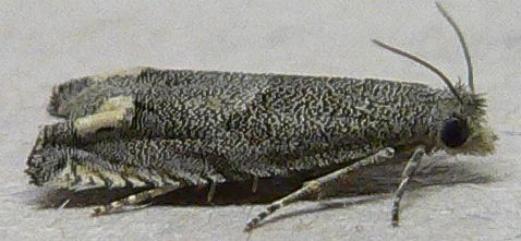 Ragweed Borer Moth