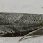 Ragweed Borer Moth