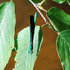 Black-winged Damselfly (male)