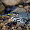 Green Heron