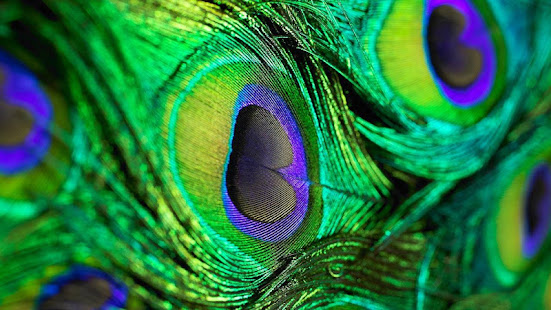 Peacock Feathers Live Wallpaper(圖8)-速報App