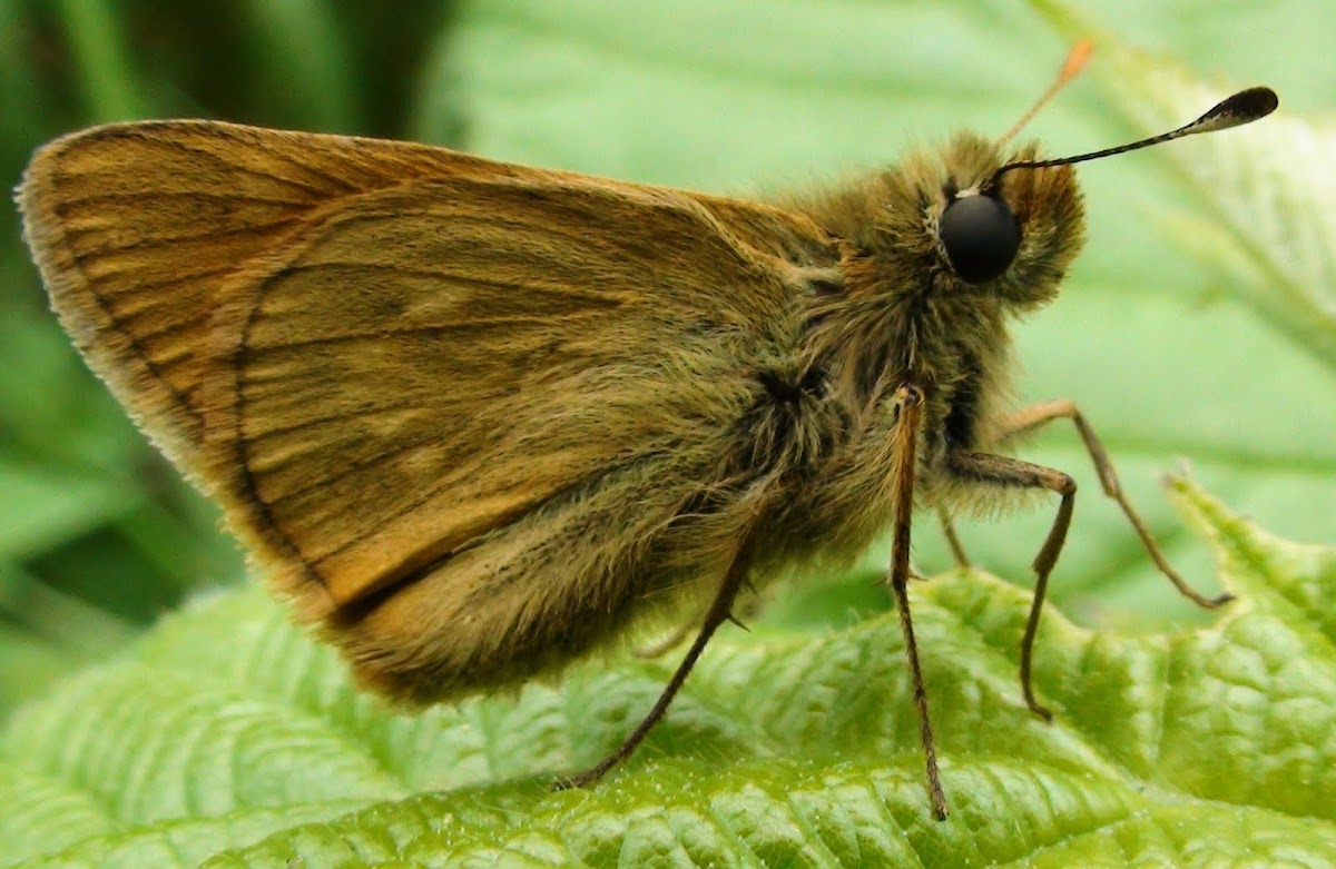 Small Skipper Butterfly