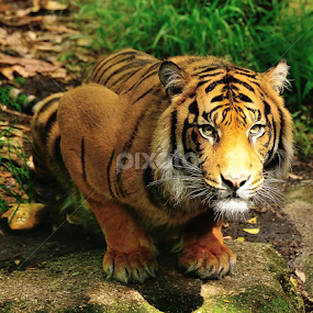 by RJ Photographics - Novices Only Wildlife