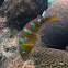 Yellowscale Parrotfish (male)