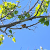 Baltimore Oriole (Male)