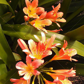 Garden flower by Lilly Revheim - Flowers Flower Gardens