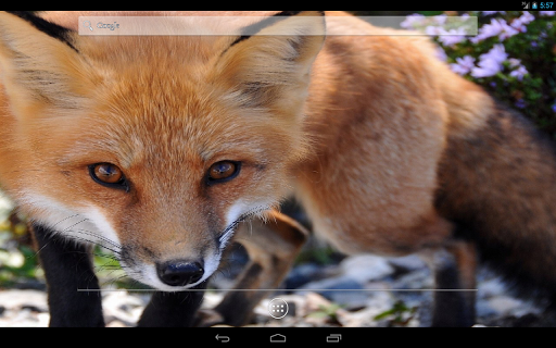 【免費個人化App】Fox HD Live Wallpaper-APP點子