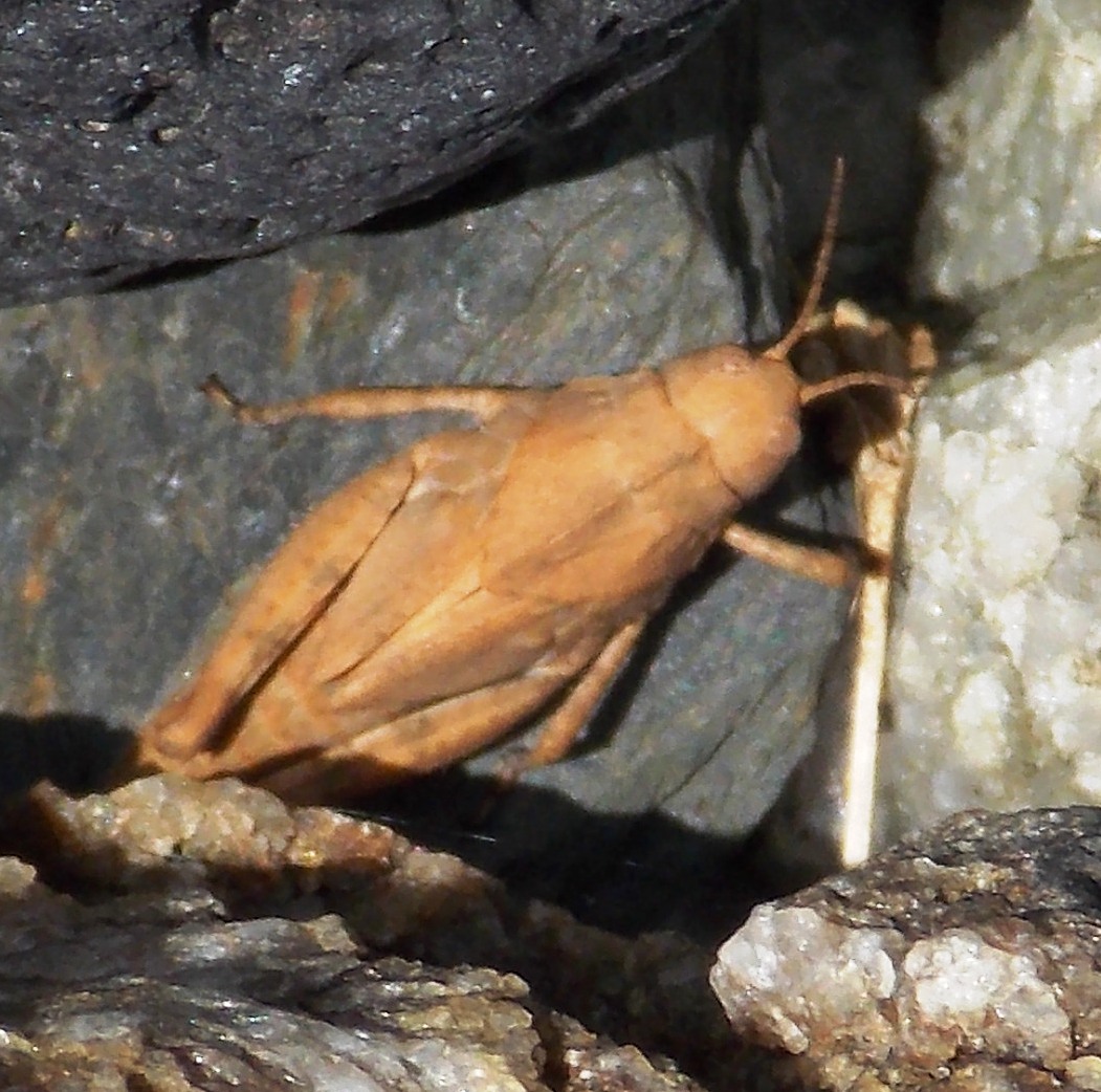 Short-horned Grasshopper