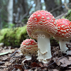 Fly Agaric Mushroom by Terry Sohl - Nature Up Close Mushrooms & Fungi