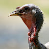 Domesticated Turkey (Female)