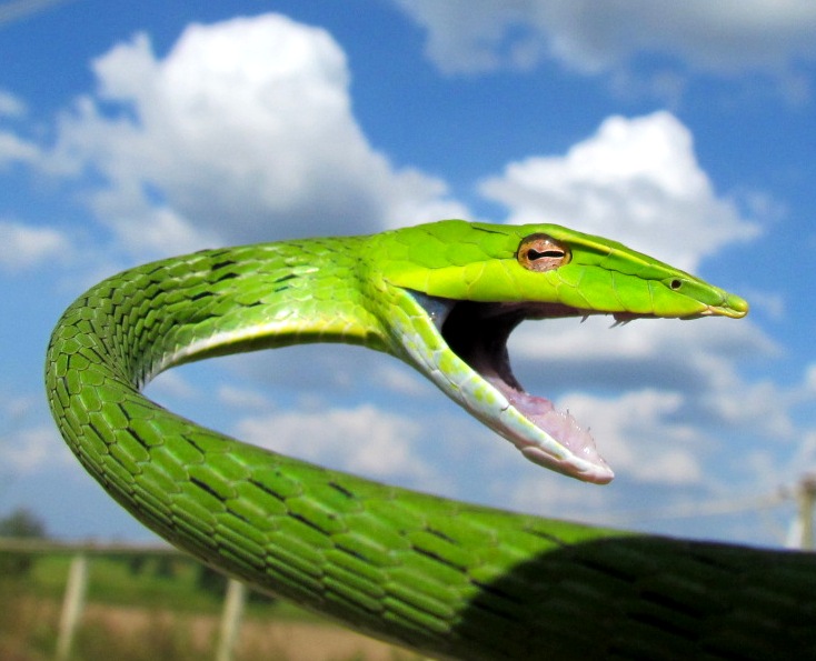 Green Vine Snake Project Noah