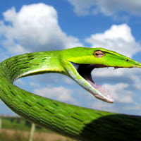 Green Vine Snake