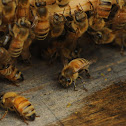 Italian honey bee