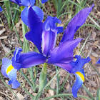Blue iris. Lirio azul
