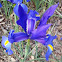 Blue iris. Lirio azul