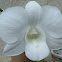 White orchid, Dendrobium