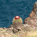 Pope's Head Cactus / Turk's cap cactus
