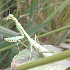 Campamocha o mantis o matacaballo