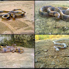 Common kukri snake or Banded kukri