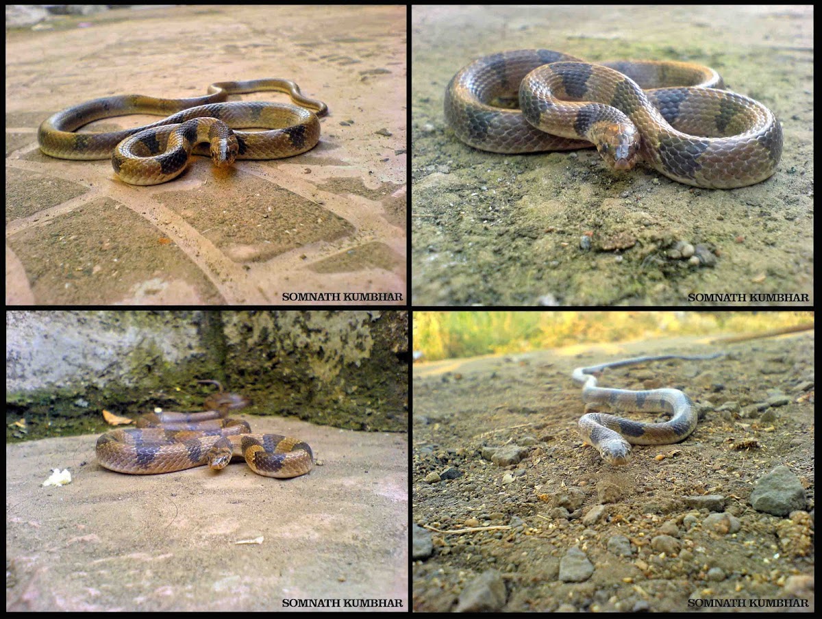 Common kukri snake or Banded kukri