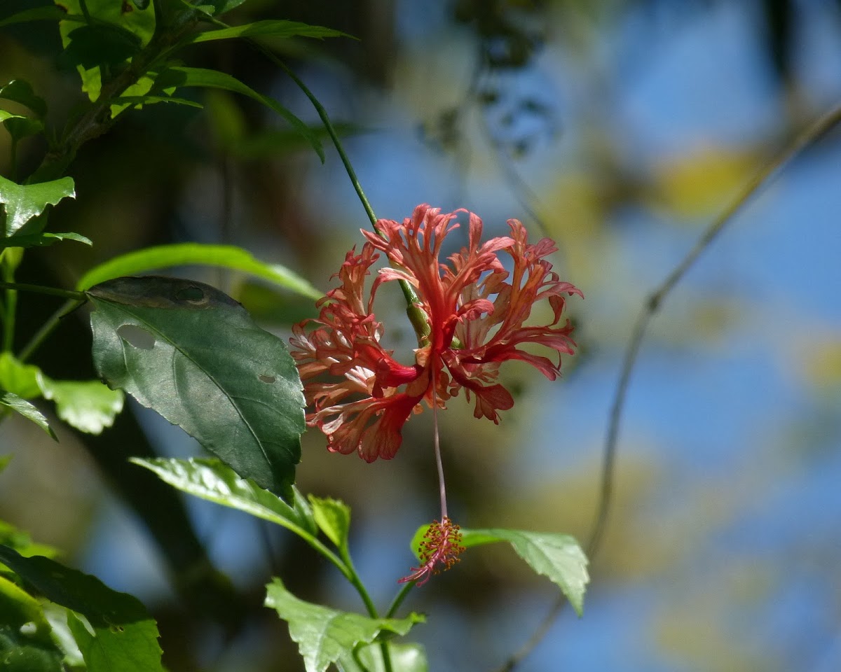Hibisco crespo (Curly hibiscus)