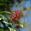 Hibisco crespo (Curly hibiscus)